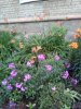 IMG_20190705_205114.jpg