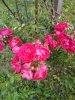 IMG_20190705_154059.jpg