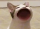 pop-cat-2-360x270.jpg