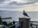 IMG_6372.jpeg