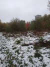 IMG_20241015_080332.jpg