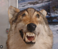 1730230527582.png