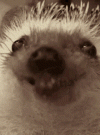 IMG_7647.gif IMG_7647.gif