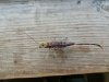 IMG_20200607_161851.jpg