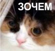 792F67E3-CD7F-418F-85A3-91D5FC96B5E2.jpeg