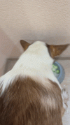 VideoToGif_GIF.gif