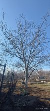 IMG_20250323_094302.jpg