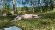 VideoToGif_GIF.gif
