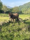 IMG_0830.jpeg