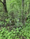 IMG_7412.jpeg