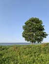 IMG_7446.jpeg