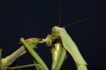 Praying_Mantis_Sexual_Cannibalism_European-26.jpg