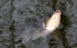 IMG_9602.jpeg