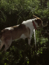 VideoToGif_GIF.gif