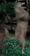 волк-волккружится (1).gif