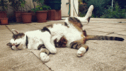 IMG_9853.gif
