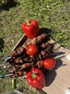 IMG_2028.jpeg