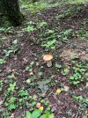 IMG_3818.jpeg