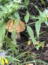 IMG_3817.jpeg