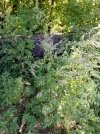 IMG_4211.jpeg
