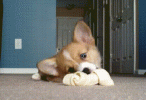 IMG_0458.gif