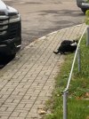 IMG_6248.jpeg