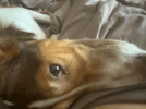 VideoToGif_GIF.gif