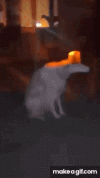 6CD0429A-6AC4-4641-B6EE-AE2B6CECB030.gif
