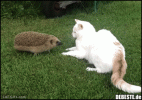 IMG_2323.gif