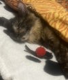 IMG_2387.jpeg