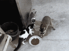 IMG_8003.gif