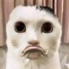 IMG_1870.jpeg