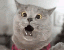 1767715212512.gif 1767715212512.gif