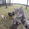 selfie_taking_cat_03.jpg selfie_taking_cat_03.jpg