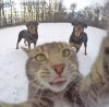selfie_taking_cat_07.jpg selfie_taking_cat_07.jpg