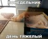 prikolnye-kartinki-pro-koshek-s-nadpisyami-13.jpg