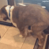 IMG_2655.gif