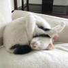 97d859caf29edf2c87f6d1d2105ff4a1.png
