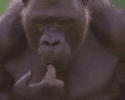 1000014617.gif