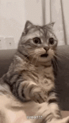 1779549456050.gif