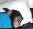 monkey-sleeping.gif monkey-sleeping.gif