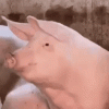 загружено.gif
