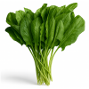 IMG_1459.png