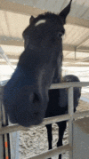 horse-nodding.gif