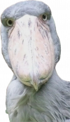 1781709244220.png