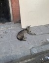 IMG_5727.jpeg