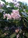 IMG_20260626_214426.jpg