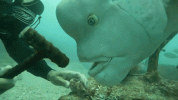 IMG_3762.gif