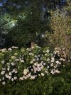 IMG_3809.jpeg