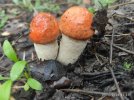 0tG7QAmrWHE-D_4XzS_SAkhbWMpRICbM3_zpaEw-O7AodP9apkKfjiZarZVSBeQAniYsf6VApNYOlh0Ql8ZjNCb8.jpg